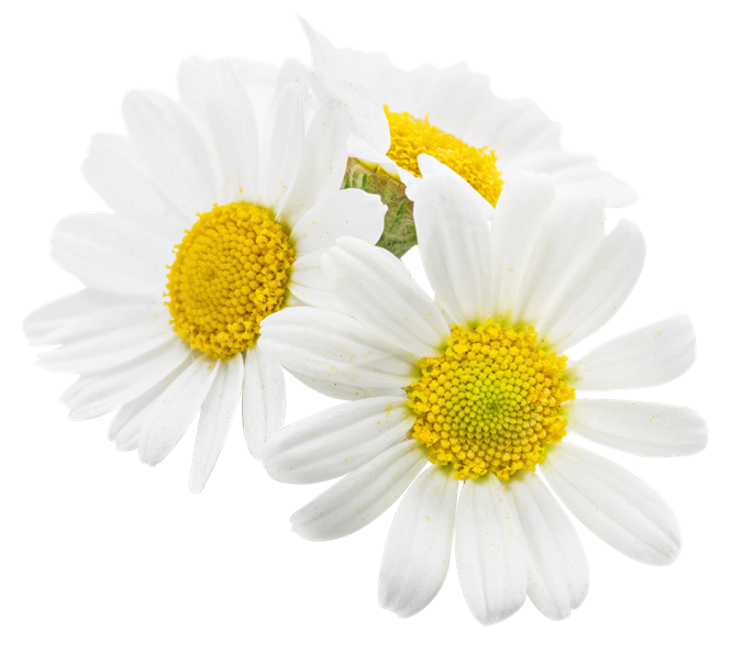 blomster_fritlagt